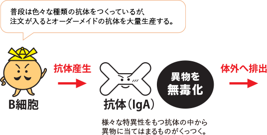 B細胞：普段は色々な種類の抗体を作っているが、注文が入るとオーダーメイドの抗体を大量生産する。 ｜ 抗体（IgA）：様々な特異性を持つ抗体の中から異物に当てはまるものがくっつく。 → 異物を無毒化、体外へ排出