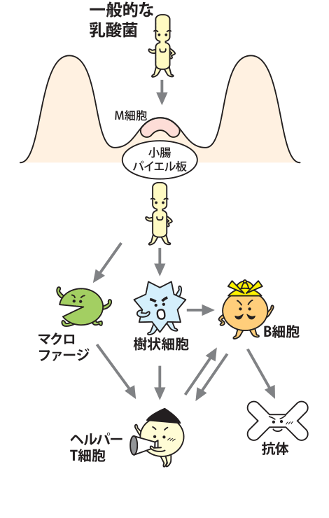 一般的な乳酸菌