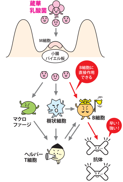 蔵華乳酸菌（B細胞に直接作用できる）